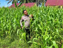 Polsek TPTM Cek Perkembangan Tanaman Jagung Program Ketahanan Pangan
