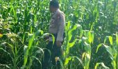 Pantau Lahan Ketahanan Pangan, Polsek TPTM Pastikan Jagung Berkembang Baik