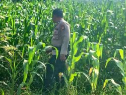Pantau Lahan Ketahanan Pangan, Polsek TPTM Pastikan Jagung Berkembang Baik