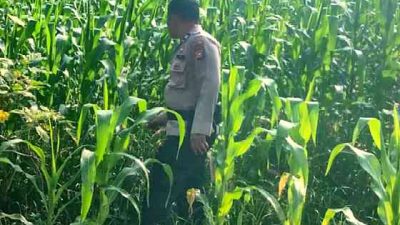 Pantau Lahan Ketahanan Pangan, Polsek TPTM Pastikan Jagung Berkembang Baik