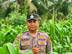 Personel Polsek TPTM Pantau Pertumbuhan Jagung Program Ketahanan Pangan