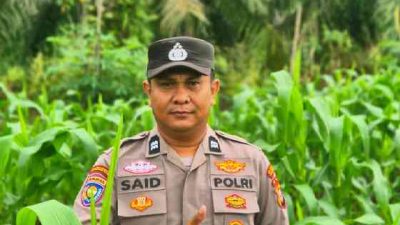 Personel Polsek TPTM Pantau Pertumbuhan Jagung Program Ketahanan Pangan