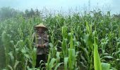 Polsek TPTM Cek Lahan Ketahanan Pangan, Pertumbuhan Jagung Terpantau Baik 