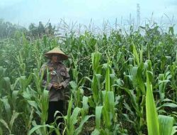 Polsek TPTM Cek Lahan Ketahanan Pangan, Pertumbuhan Jagung Terpantau Baik 