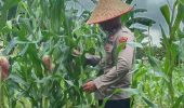 Polsek TPTM Pantau Pertumbuhan Jagung Program Ketahanan Pangan, Tanaman Mulai Berbuah