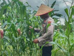 Polsek TPTM Pantau Pertumbuhan Jagung Program Ketahanan Pangan, Tanaman Mulai Berbuah