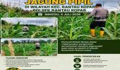 Polsek Rantau Kopar Cek Pertumbuhan Jagung Pipil, Dukung Program Ketahanan Pangan Nasional