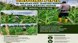 Polsek Rantau Kopar Cek Pertumbuhan Jagung Pipil, Dukung Program Ketahanan Pangan Nasional