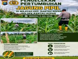 Polsek Rantau Kopar Cek Pertumbuhan Jagung Pipil, Dukung Program Ketahanan Pangan Nasional