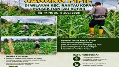 Polsek Rantau Kopar Cek Pertumbuhan Jagung Pipil, Dukung Program Ketahanan Pangan Nasional