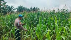 Tanaman Jagung Program Ketahanan Pangan Polsek TPTM Terpantau Berkembang Baik