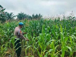 Tanaman Jagung Program Ketahanan Pangan Polsek TPTM Terpantau Berkembang Baik