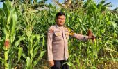 Polsek TPTM Pastikan Tanaman Jagung Tumbuh Optimal Menuju Masa Panen