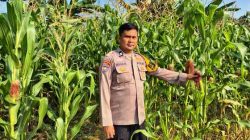 Polsek TPTM Pastikan Tanaman Jagung Tumbuh Optimal Menuju Masa Panen