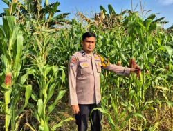 Polsek TPTM Pastikan Tanaman Jagung Tumbuh Optimal Menuju Masa Panen