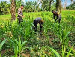 Polsek Bagan Sinembah Intensif Pantau Pertumbuhan Jagung Program Ketahanan Pangan