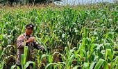 Polsek TPTM Pantau Perkembangan Tanaman Jagung Program Ketahanan Pangan, Pertumbuhan Dipastikan Baik
