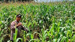 Polsek TPTM Pantau Perkembangan Tanaman Jagung Program Ketahanan Pangan, Pertumbuhan Dipastikan Baik