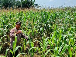 Polsek TPTM Pantau Perkembangan Tanaman Jagung Program Ketahanan Pangan, Pertumbuhan Dipastikan Baik