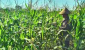 Tanaman Jagung Ketahanan Pangan Polsek TPTM Tumbuh Baik dan Siap Menuju Masa Panen