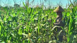 Tanaman Jagung Ketahanan Pangan Polsek TPTM Tumbuh Baik dan Siap Menuju Masa Panen