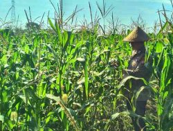 Tanaman Jagung Ketahanan Pangan Polsek TPTM Tumbuh Baik dan Siap Menuju Masa Panen