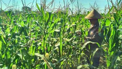 Tanaman Jagung Ketahanan Pangan Polsek TPTM Tumbuh Baik dan Siap Menuju Masa Panen