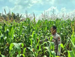 Polsek Tanah Putih Tanjung Melawan Pantau Pertumbuhan Jagung Program Ketahanan Pangan, Tanaman Mulai Berbuah