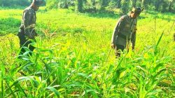 Polsek Bagan Sinembah Intensifkan Tinjau Pertumbuhan Jagung Ketahanan Pangan 