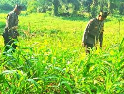 Polsek Bagan Sinembah Intensifkan Tinjau Pertumbuhan Jagung Ketahanan Pangan 