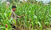 Polsek TPTM Pastikan Pertumbuhan Jagung Berjalan Optimal, Lakukan Pemantauan Rutin