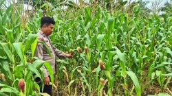 Polsek TPTM Pastikan Pertumbuhan Jagung Berjalan Optimal, Lakukan Pemantauan Rutin