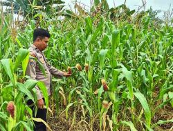Polsek TPTM Pastikan Pertumbuhan Jagung Berjalan Optimal, Lakukan Pemantauan Rutin