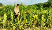 Polsek Rantau Kopar Perkuat Pendampingan Petani Demi Ketahanan Pangan Nasional