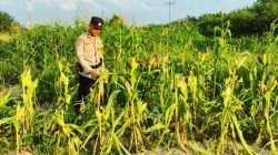 Polsek Rantau Kopar Perkuat Pendampingan Petani Demi Ketahanan Pangan Nasional