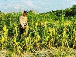 Polsek Rantau Kopar Perkuat Pendampingan Petani Demi Ketahanan Pangan Nasional