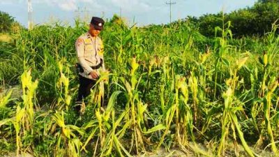 Polsek Rantau Kopar Perkuat Pendampingan Petani Demi Ketahanan Pangan Nasional