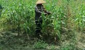 Polsek TPTM Pantau Pertumbuhan Jagung Program Ketahanan Pangan, Tanaman Tumbuh Baik