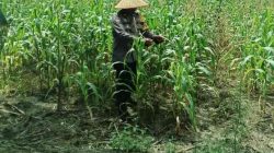 Polsek TPTM Pantau Pertumbuhan Jagung Program Ketahanan Pangan, Tanaman Tumbuh Baik