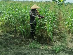 Polsek TPTM Pantau Pertumbuhan Jagung Program Ketahanan Pangan, Tanaman Tumbuh Baik