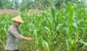Pertumbuhan Jagung Ketahanan Pangan di Lahan Polsek TPTM Tumbuh Baik
