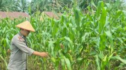 Pertumbuhan Jagung Ketahanan Pangan di Lahan Polsek TPTM Tumbuh Baik