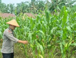 Pertumbuhan Jagung Ketahanan Pangan di Lahan Polsek TPTM Tumbuh Baik
