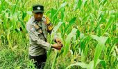 Polsek TPTM Cek Lahan Jagung Ketahanan Pangan di Kepenghuluan Mesah