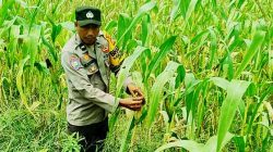 Polsek TPTM Cek Lahan Jagung Ketahanan Pangan di Kepenghuluan Mesah