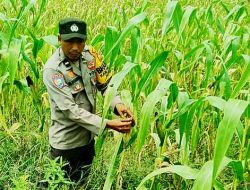 Polsek TPTM Cek Lahan Jagung Ketahanan Pangan di Kepenghuluan Mesah