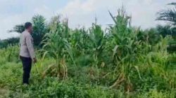 Polsek Bagan Sinembah Pantau Pertumbuhan Jagung Dukung Ketahanan Pangan