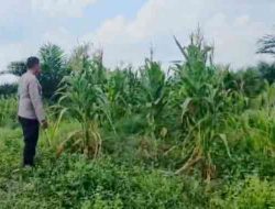 Polsek Bagan Sinembah Pantau Pertumbuhan Jagung Dukung Ketahanan Pangan