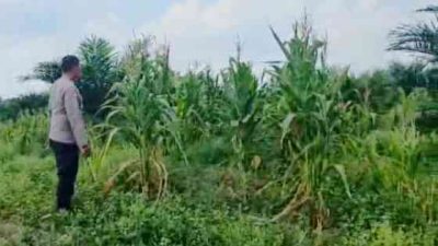 Polsek Bagan Sinembah Pantau Pertumbuhan Jagung Dukung Ketahanan Pangan