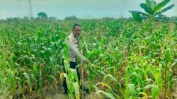 Tanaman Jagung di Lahan Ketahanan Pangan Polsek TPTM Tumbuh Baik, Polisi Pastikan Pendampingan Berkelanjutan